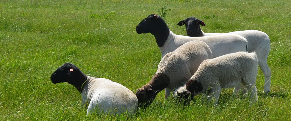 Dorper Journal – American Dorper Sheep Breeders' Society