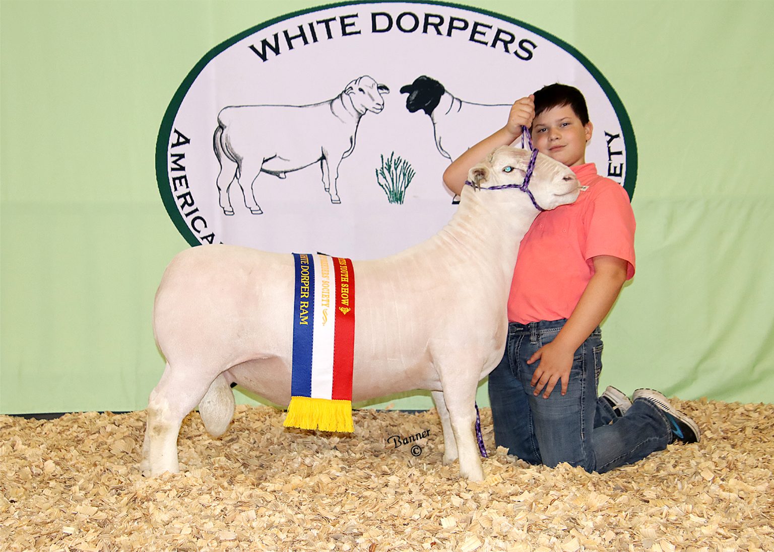 188744-Jr Gr Ch WD Ram – American Dorper Sheep Breeders' Society