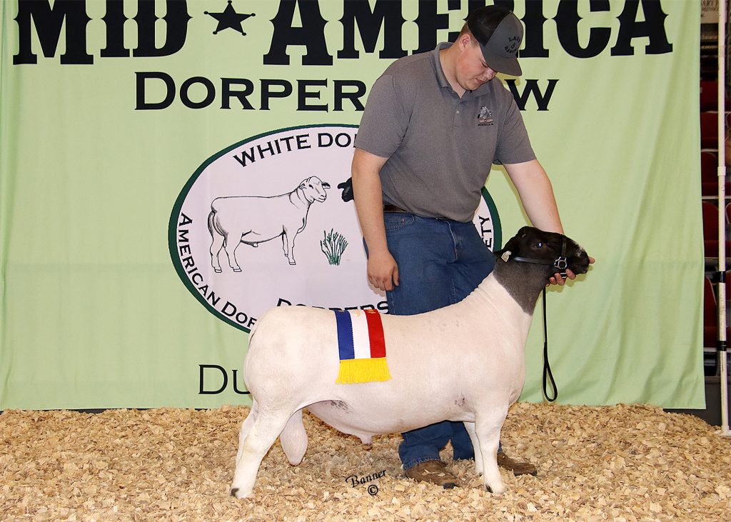188779Jr Res Ch Ram American Dorper Sheep Breeders' Society