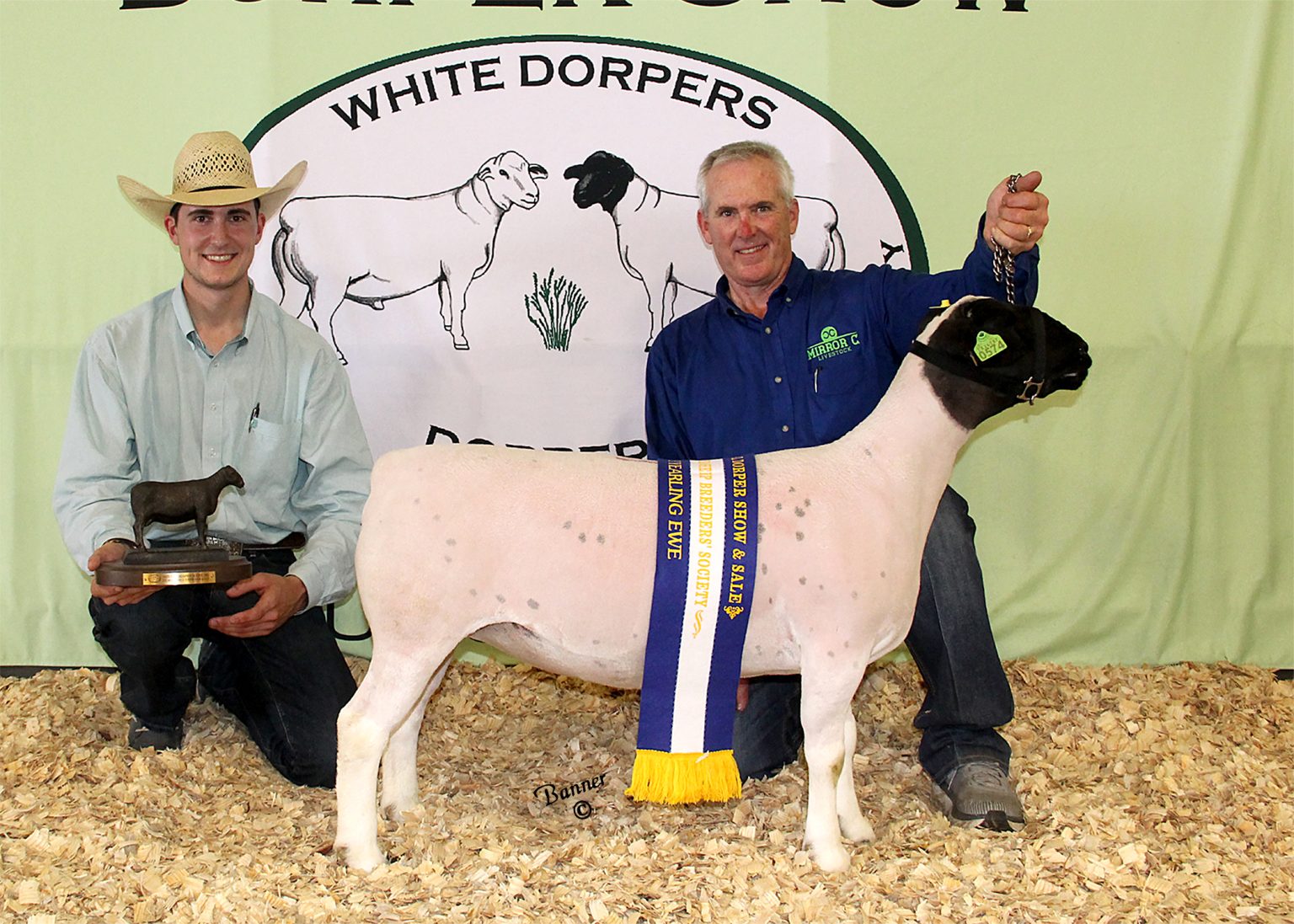 Mid America Dorper Ewe Champion American Dorper Sheep Breeders Society